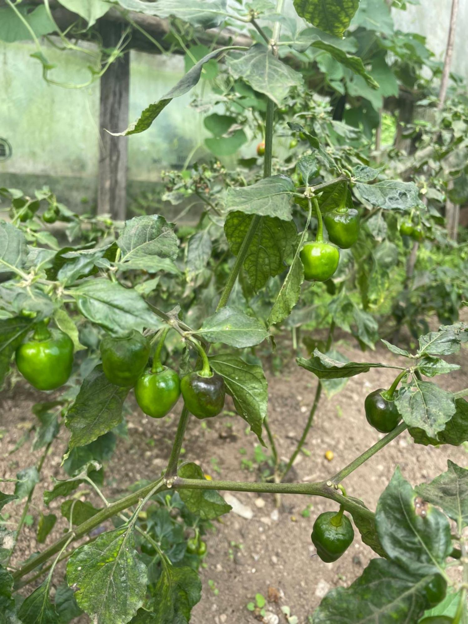 펠링 Martam Farmhouse 빌라 외부 사진